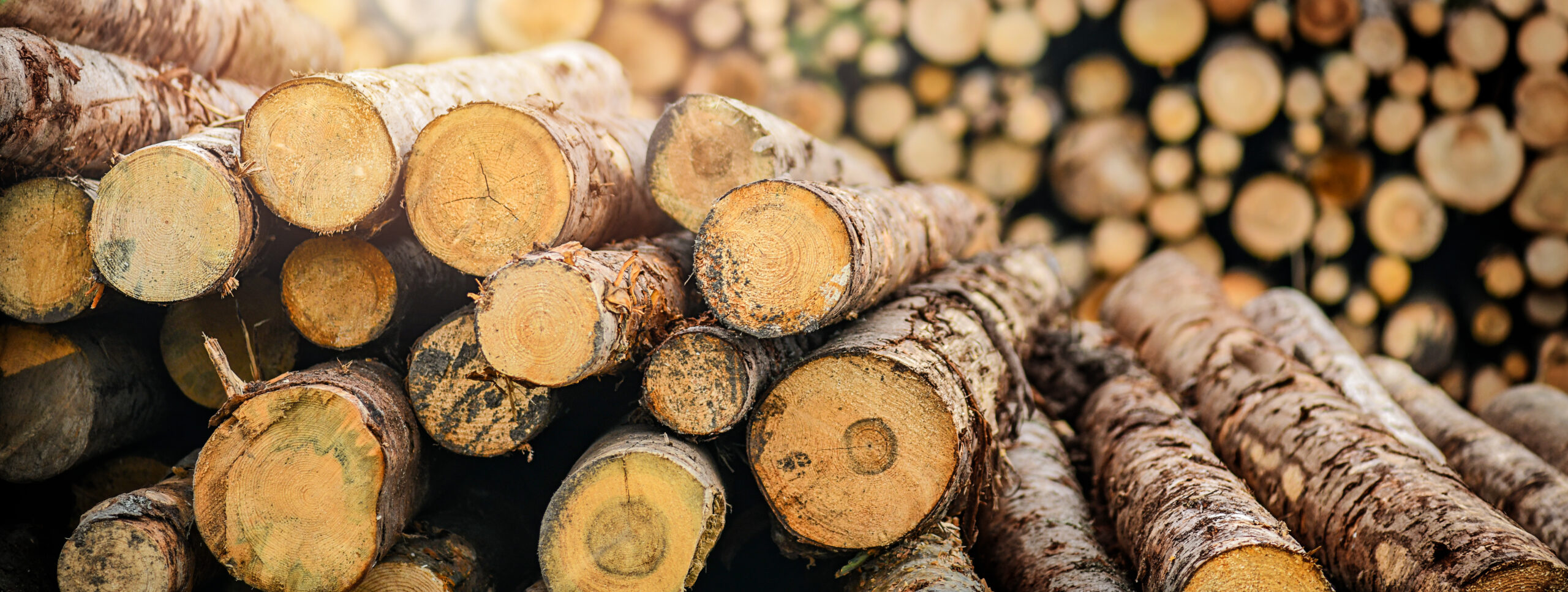 Forest pine and spruce trees. Log trunks pile, the logging timb Forest pine and spruce trees. Log trunks pile, the logging timb