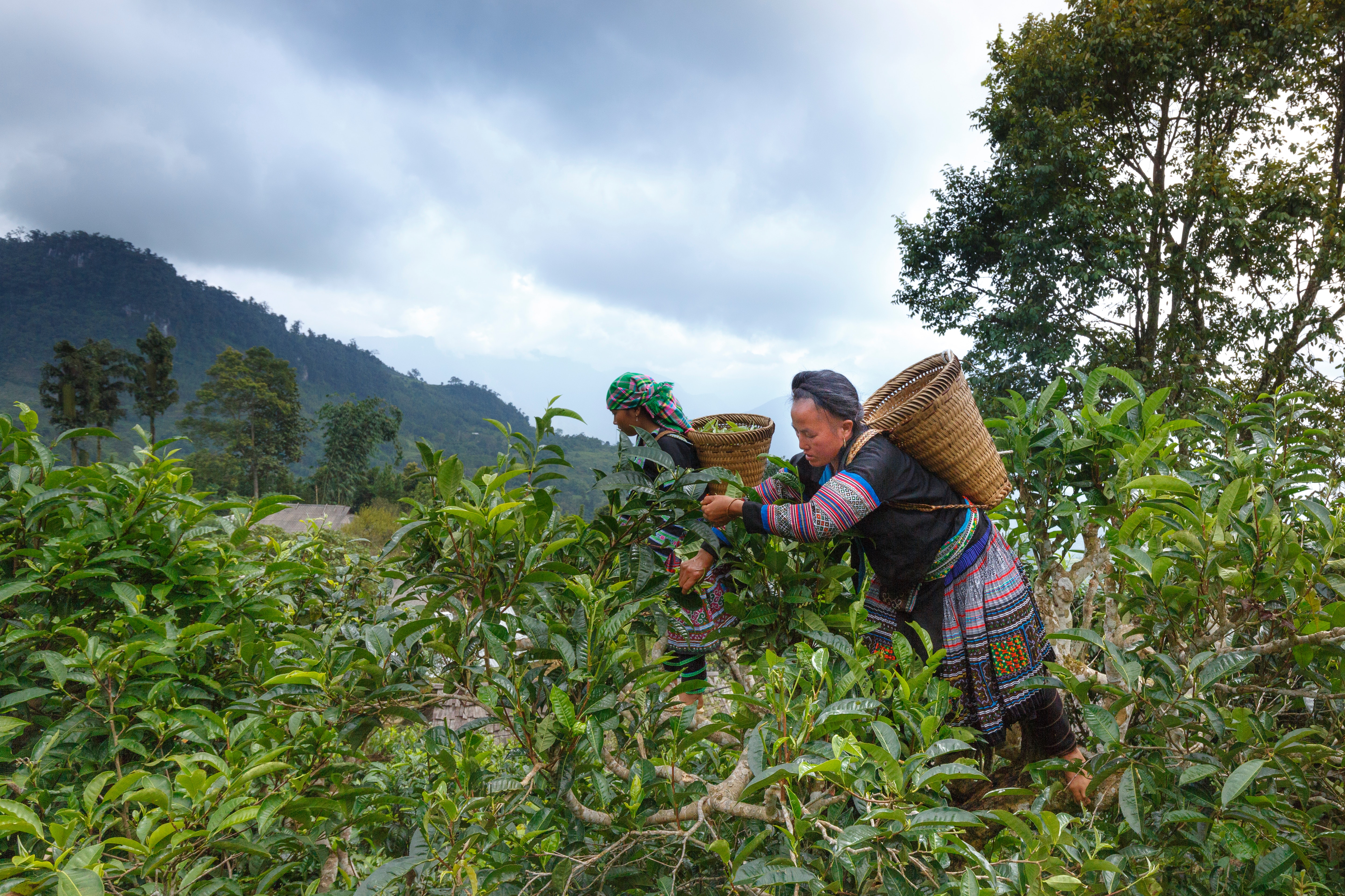 Regenerative organic agriculture Regenerative organic agriculture