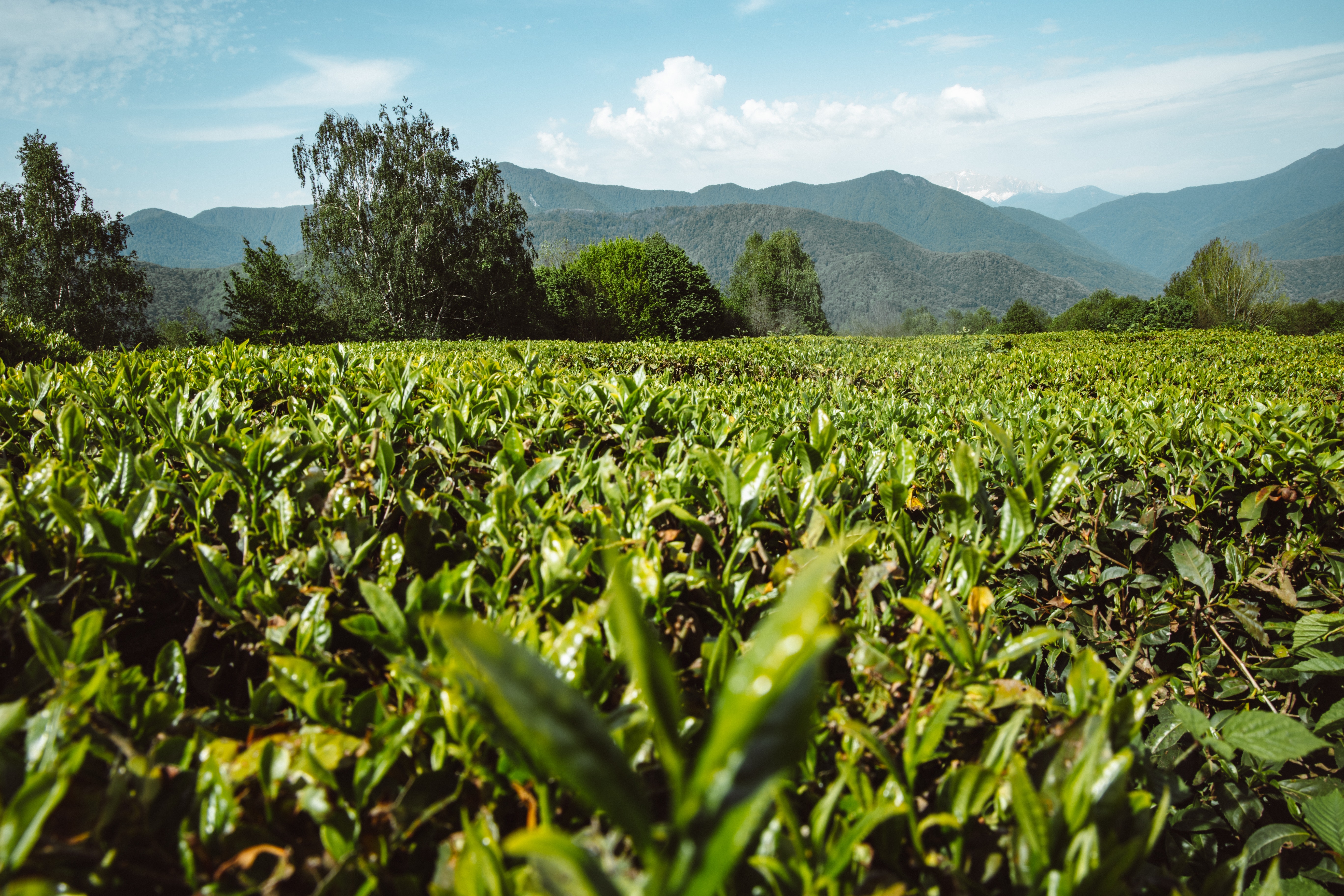 Regenerative agriculture Regenerative agriculture