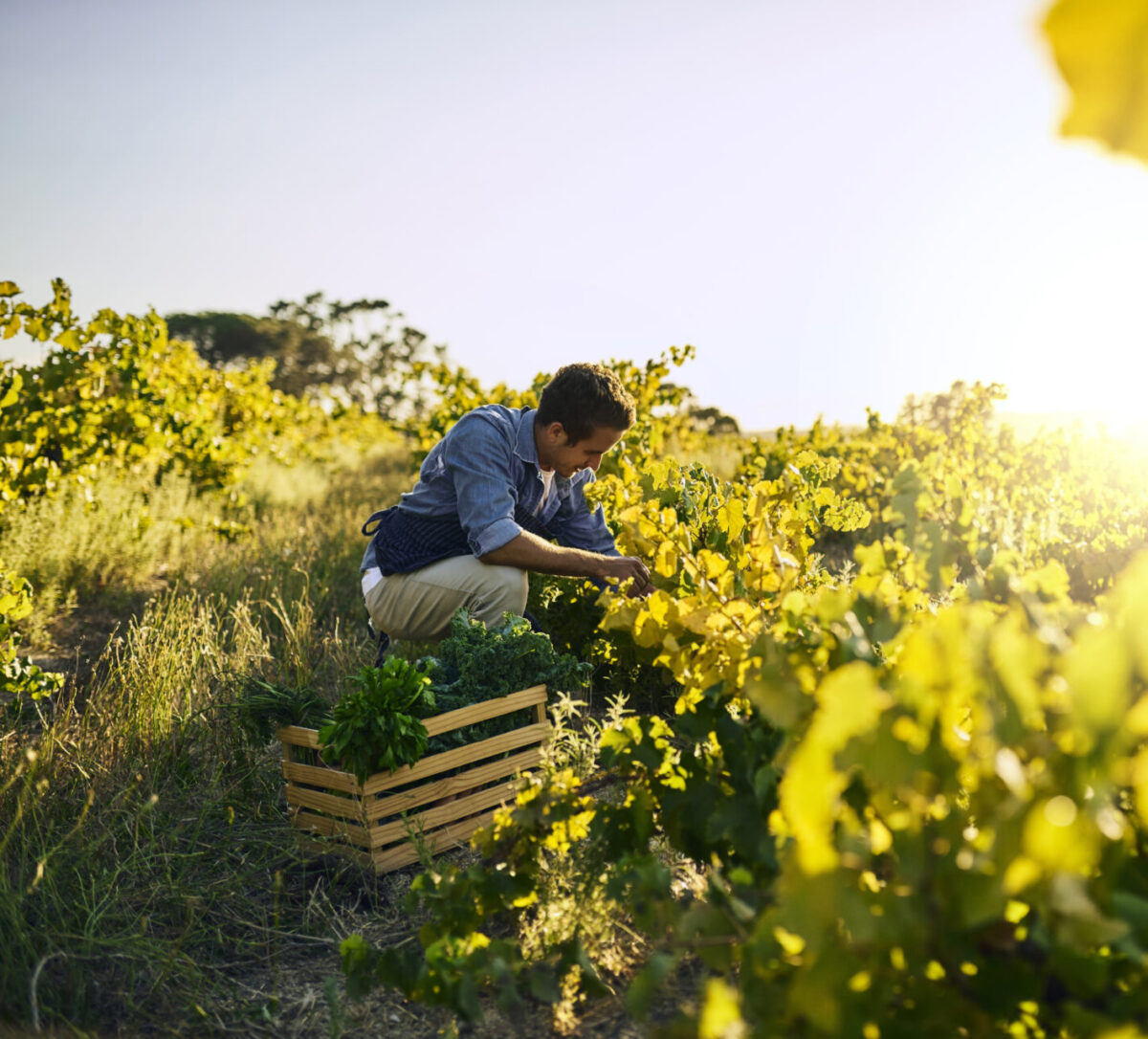 Good harvests don’t just happen by accident Good harvests don’t just happen by accident