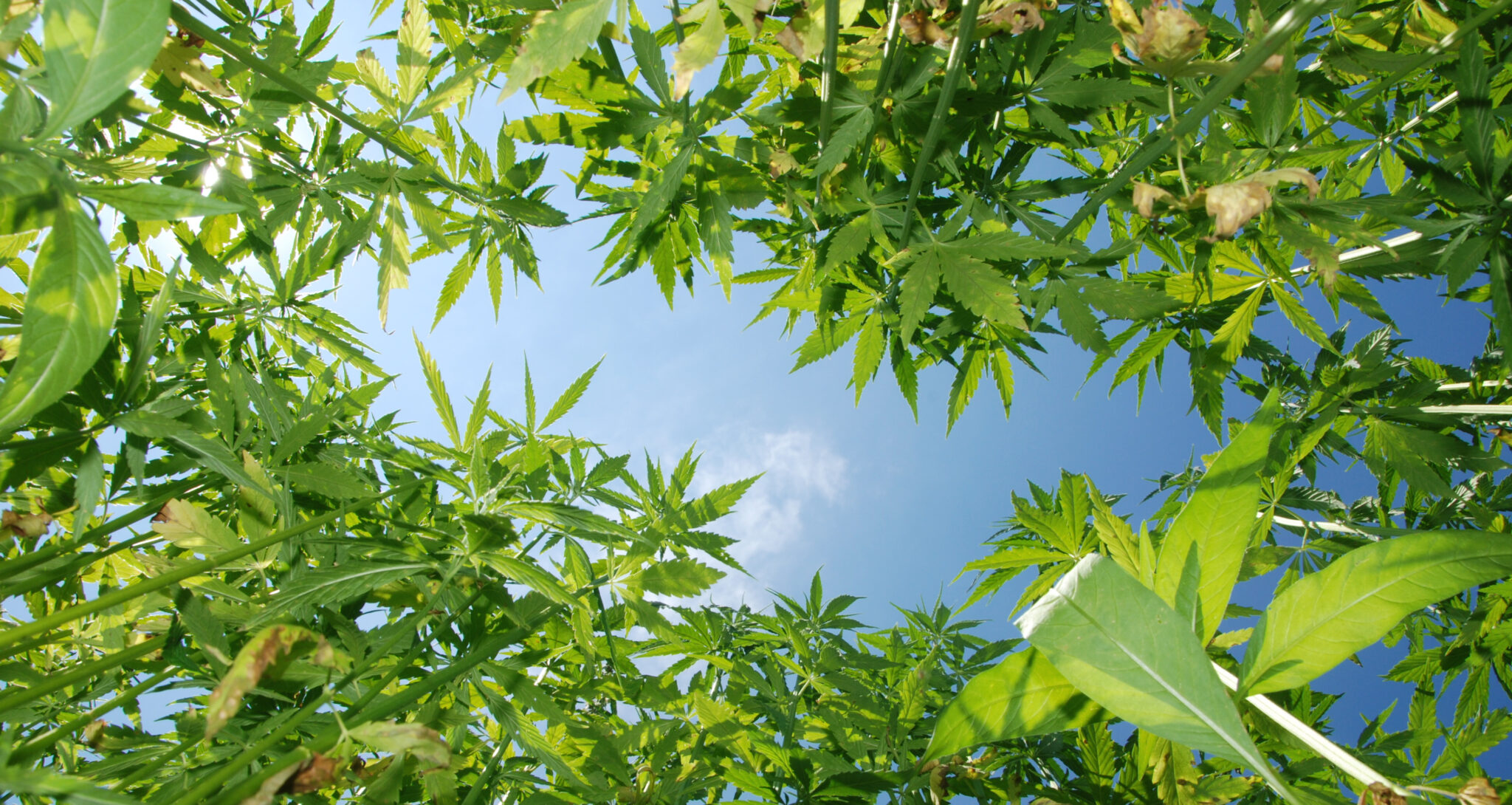 hemp-plants-sky