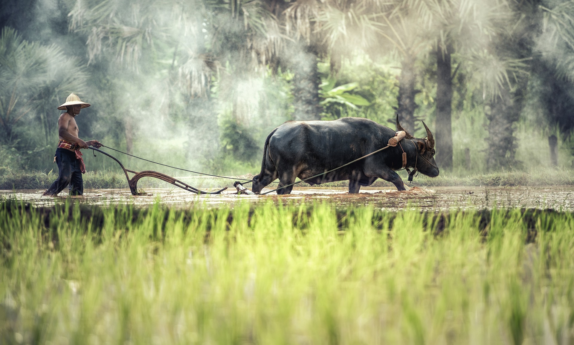 buffalo-vietnam