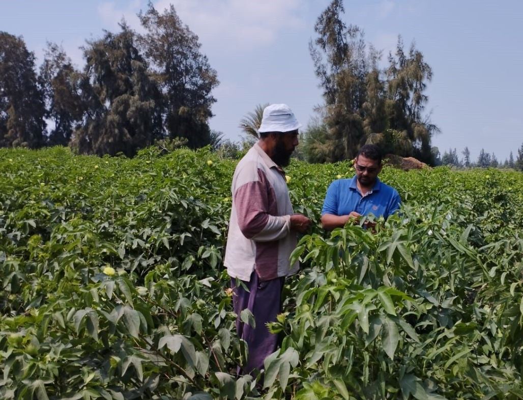 cotton Egypt certification bci