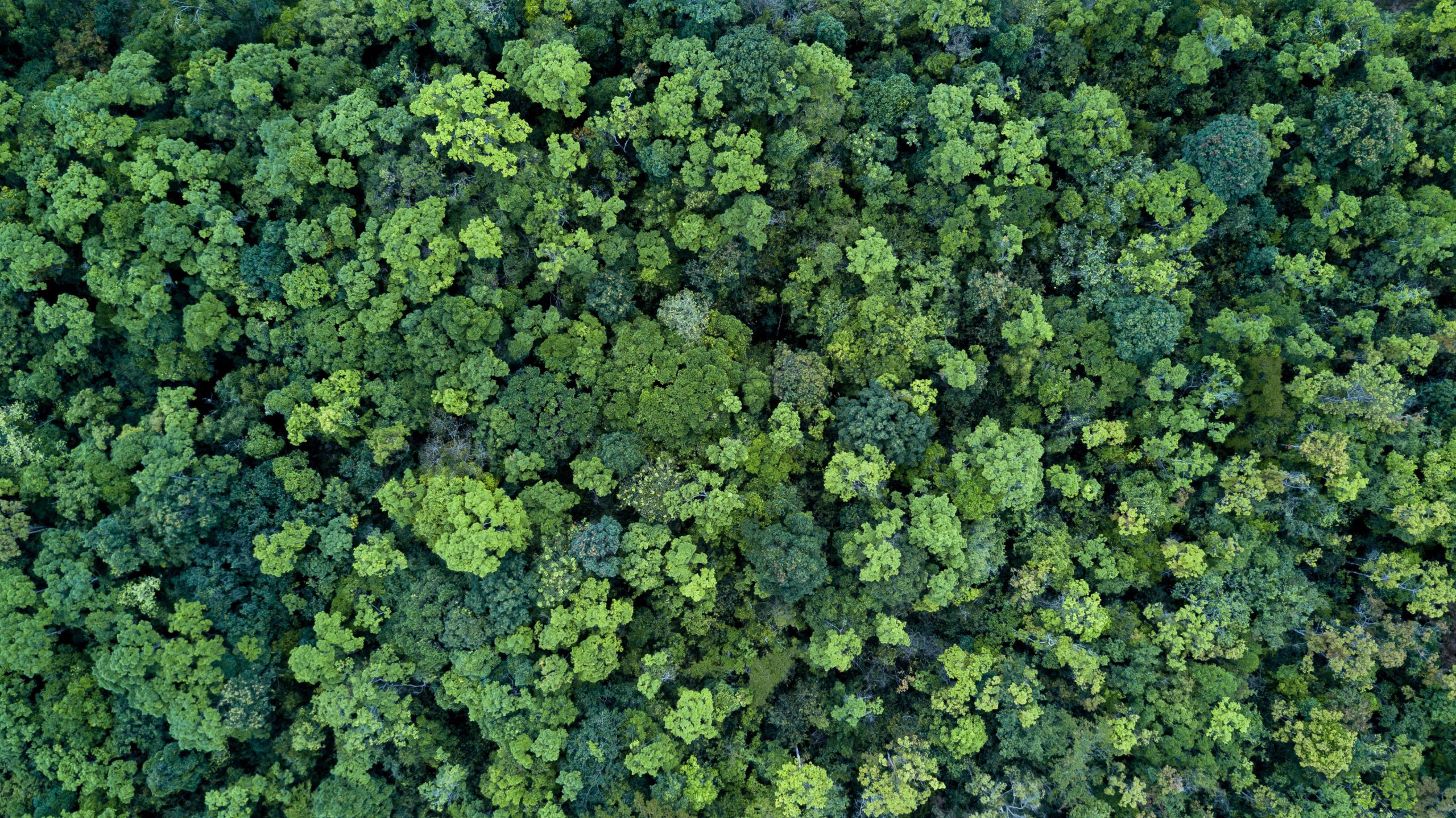 Malaysian Timber Certification Scheme (MTCS)