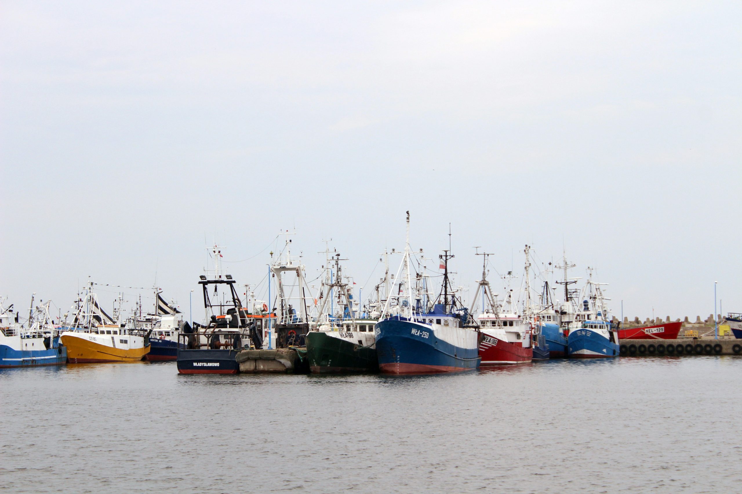 Fish program