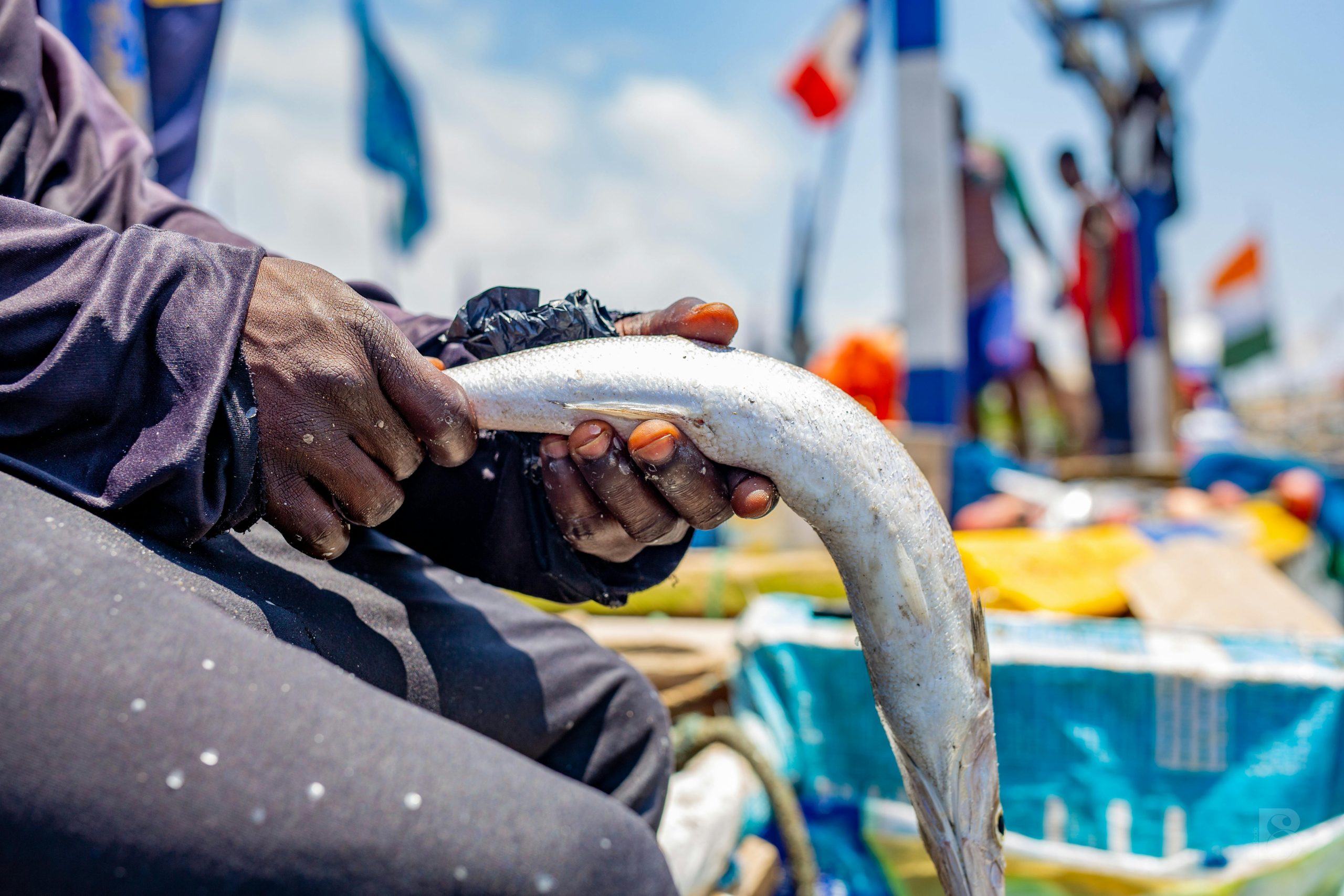 RFVS – Fish standard