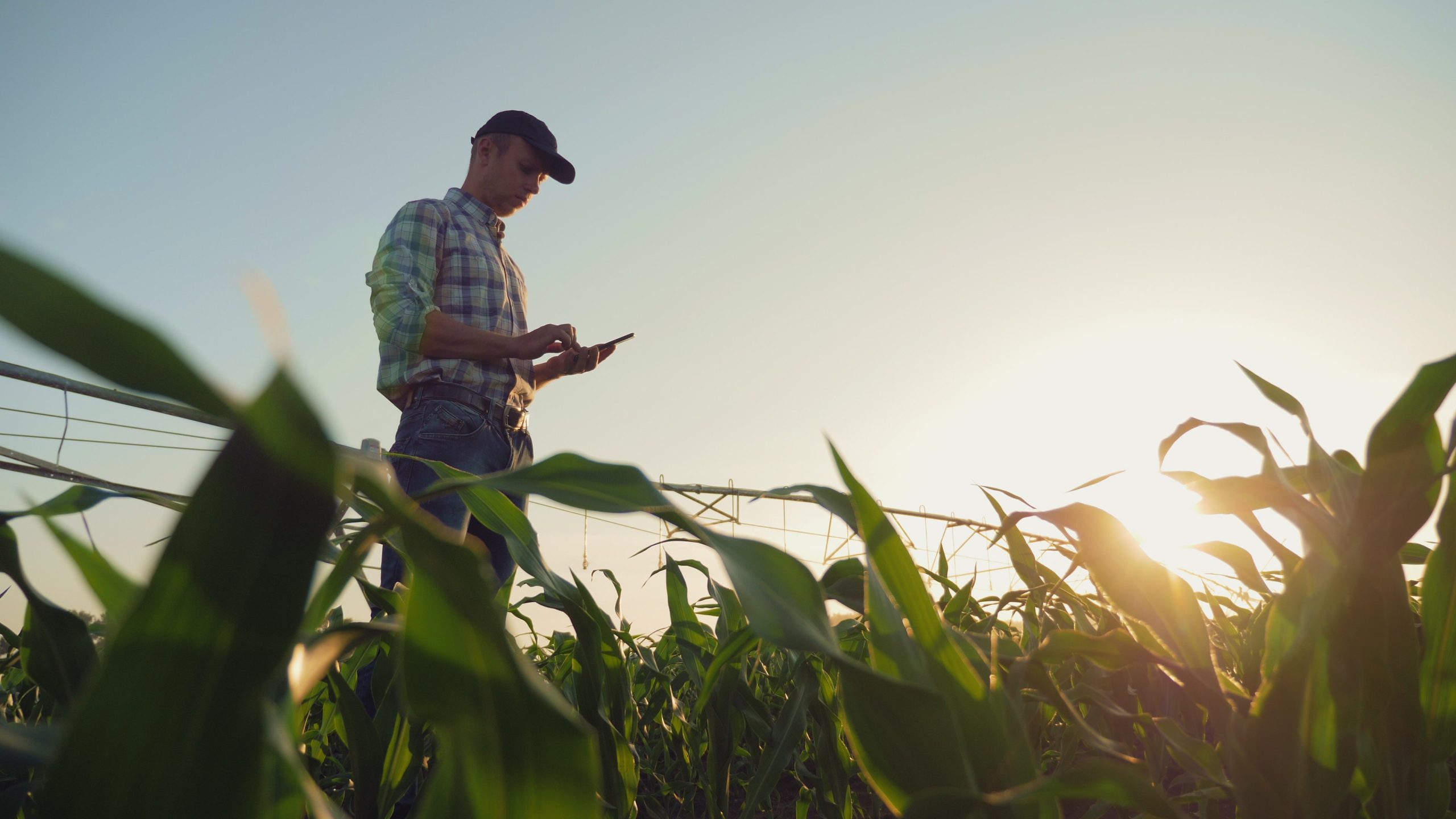 Farmer working in a cornfield, using smartphone