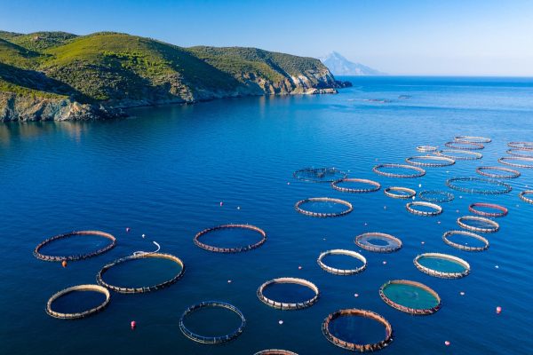 Aquaculture and fisheries