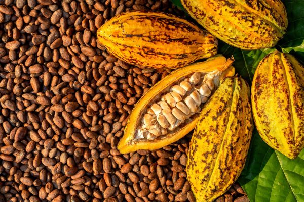 Cocoa