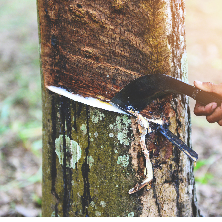 certificate for export rubber